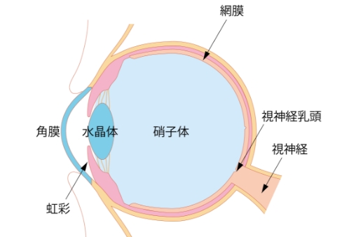 正常な眼